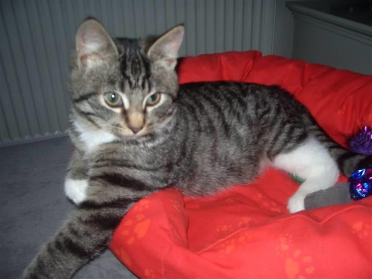 Huskat Futte billede 3