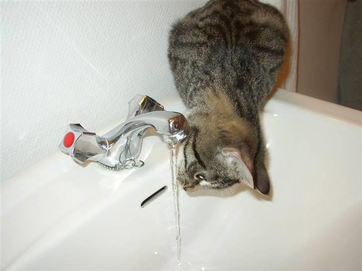 Huskat Futte billede 4