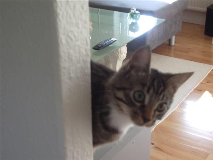 Huskat Futte billede 5