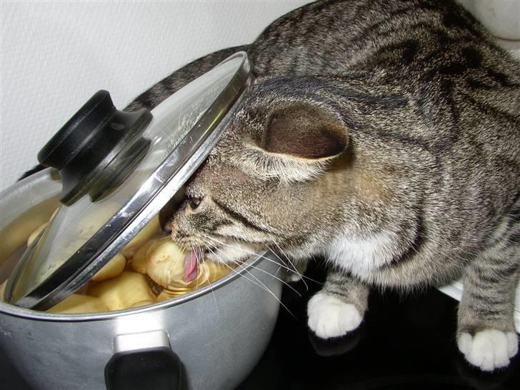 Huskat Futte billede 6