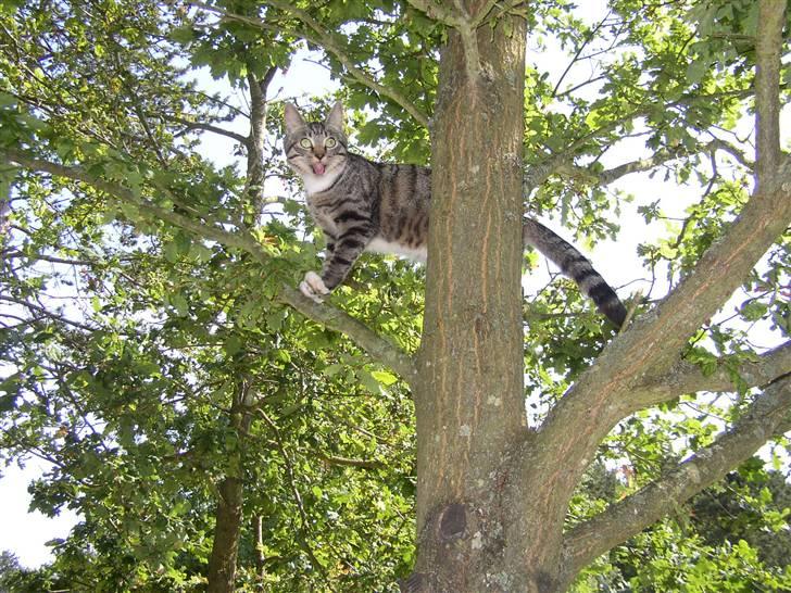 Huskat Futte billede 7