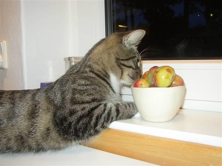 Huskat Futte billede 8