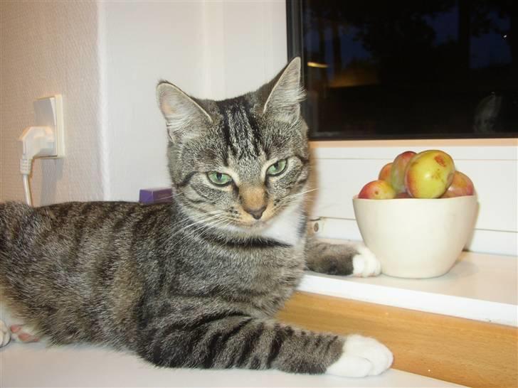 Huskat Futte billede 9