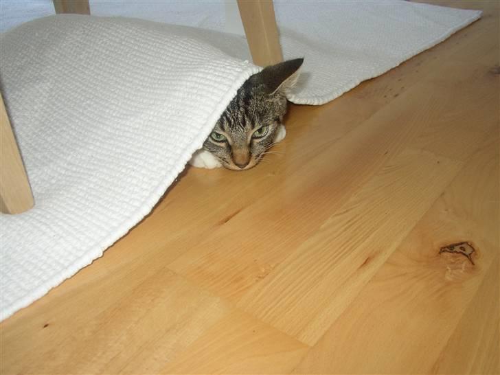 Huskat Futte billede 10