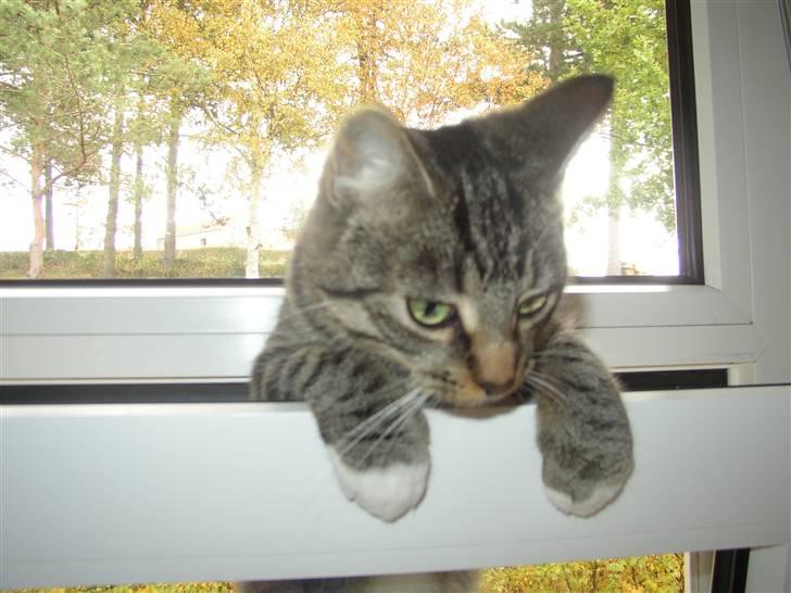 Huskat Futte billede 11