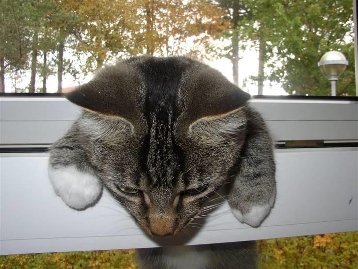 Huskat Futte billede 12