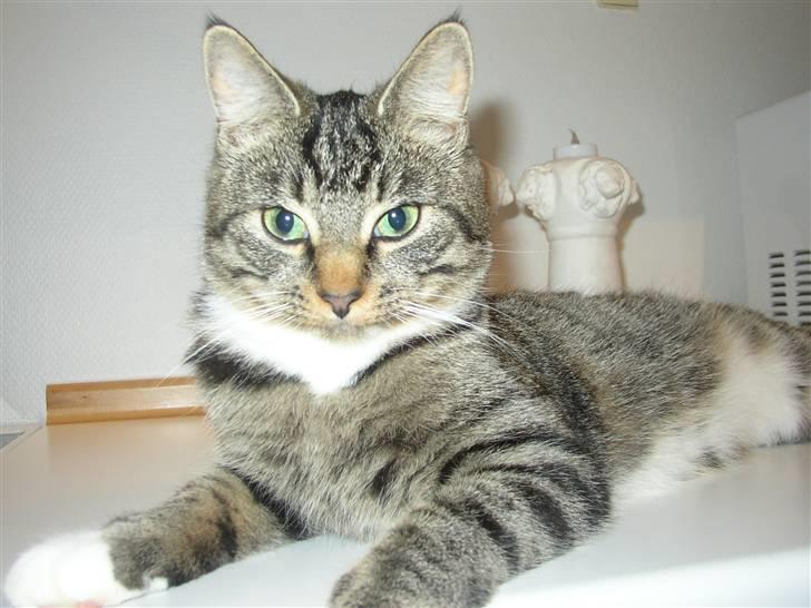 Huskat Futte billede 13