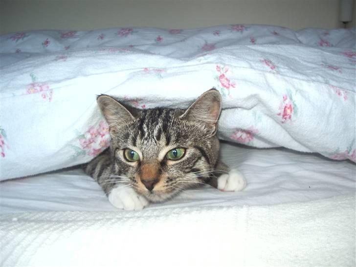 Huskat Futte billede 14