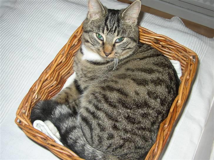 Huskat Futte billede 15