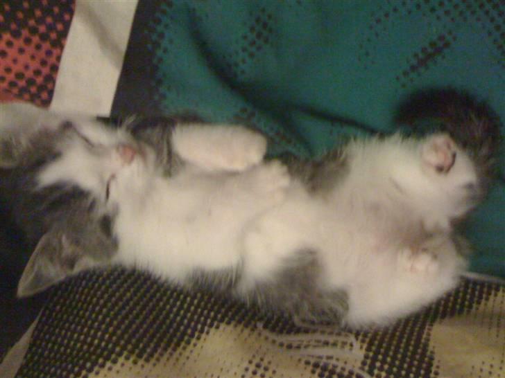 Huskat Pixie - solgt billede 7