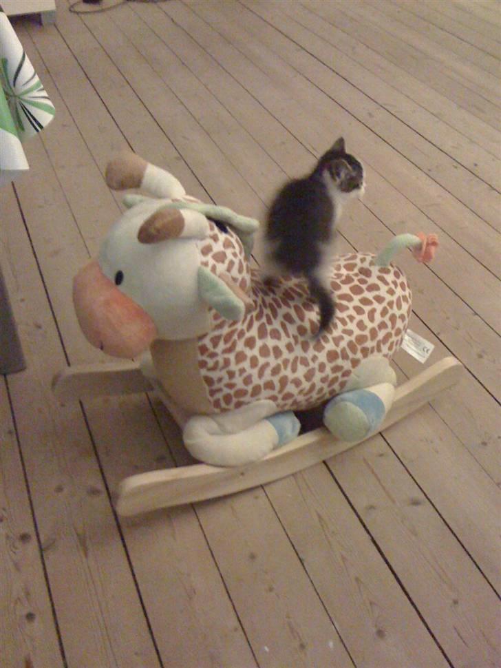 Huskat Pixie - solgt billede 9