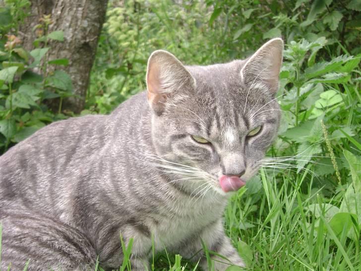 Blanding af racer Speedy Paw  - velkommen =D billede 1