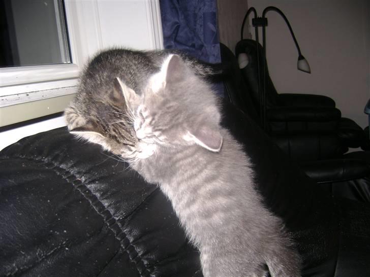 Blanding af racer Speedy Paw  - leger med min søster piv =D billede 2