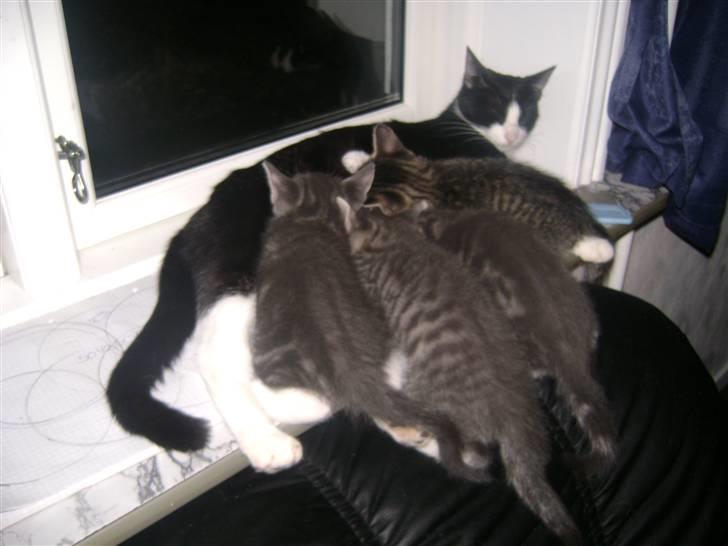 Blanding af racer Speedy Paw  - mad!!!! billede 3