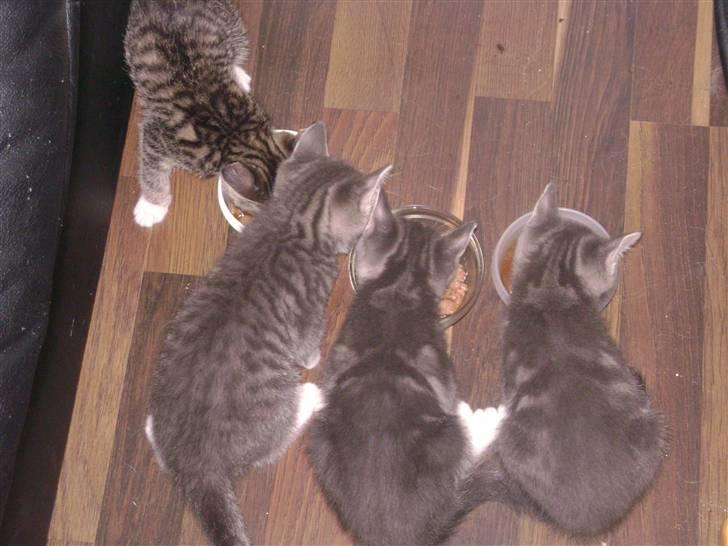 Blanding af racer Speedy Paw  - jeg vil også have en skål!!! billede 4