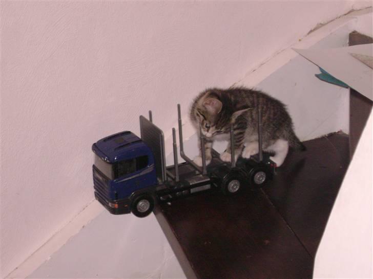 Blanding af racer Speedy Paw  billede 5