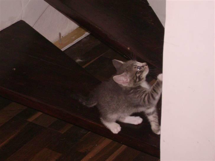 Blanding af racer Speedy Paw  billede 6