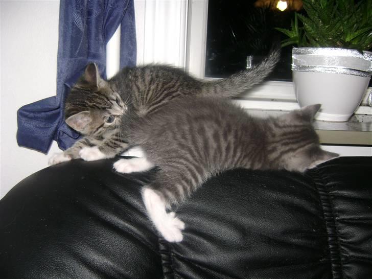 Blanding af racer Speedy Paw  billede 7