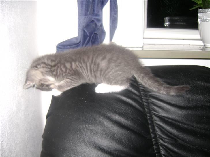 Blanding af racer Speedy Paw  billede 8