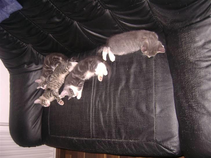 Blanding af racer Speedy Paw  billede 9