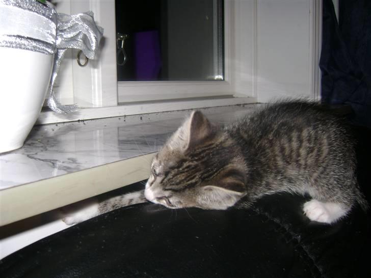 Blanding af racer Beauty Piv  billede 1