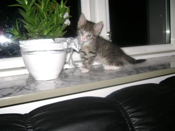 Blanding af racer Beauty Piv  billede 3