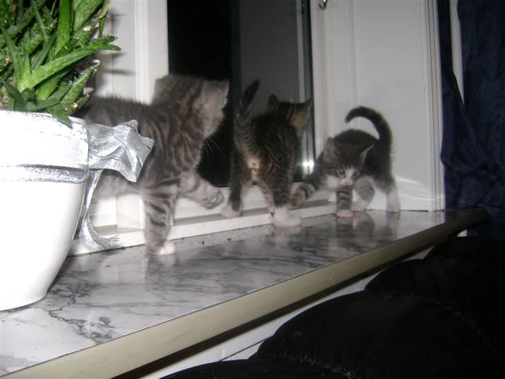 Blanding af racer Beauty Piv  billede 4