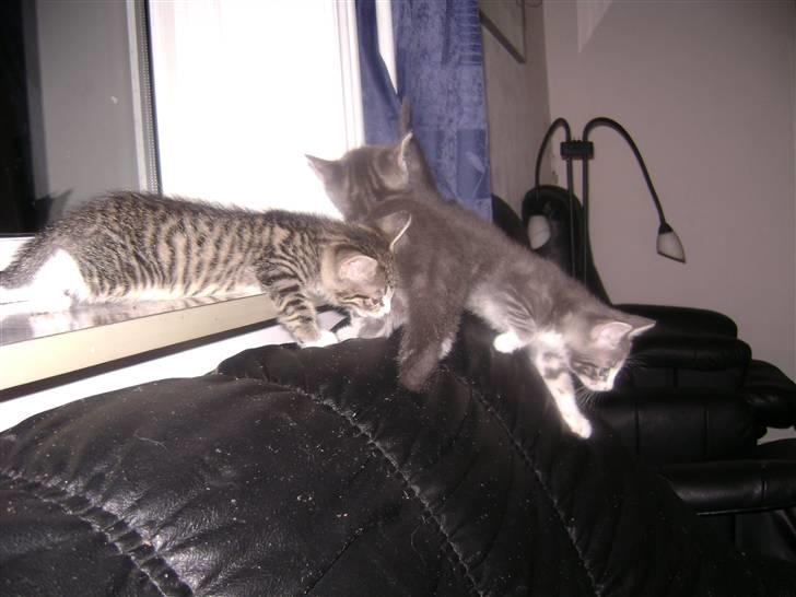 Blanding af racer Beauty Piv  billede 5