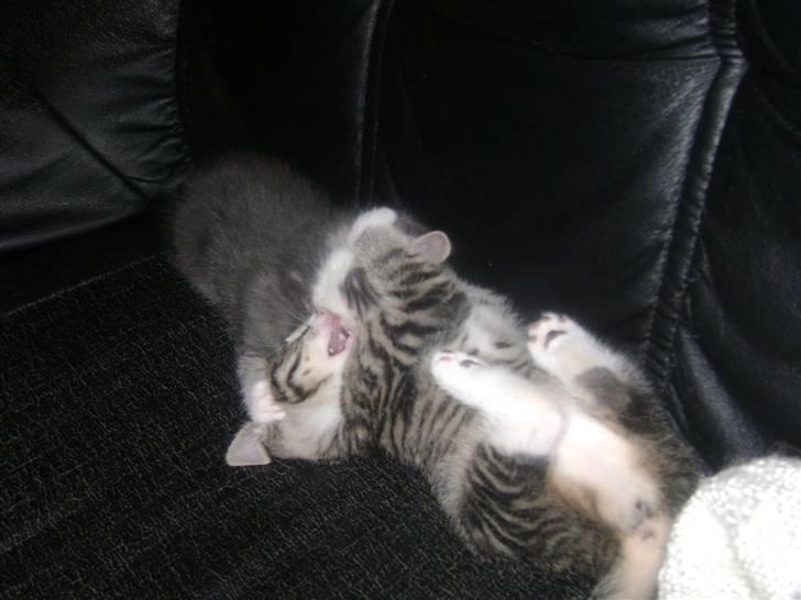 Blanding af racer Beauty Piv  billede 7