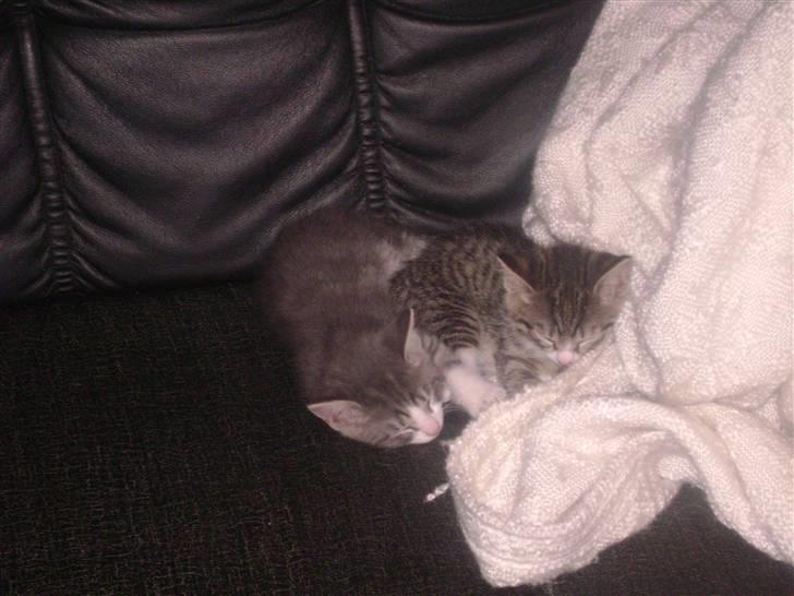 Blanding af racer Beauty Piv  billede 8