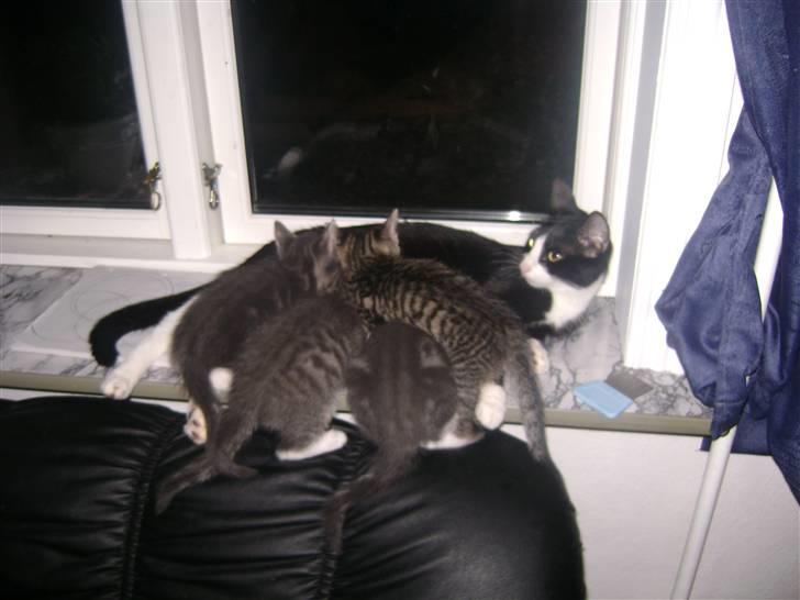 Blanding af racer Beauty Piv  billede 9