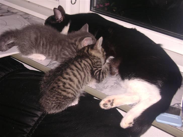 Blanding af racer Beauty Piv  billede 10