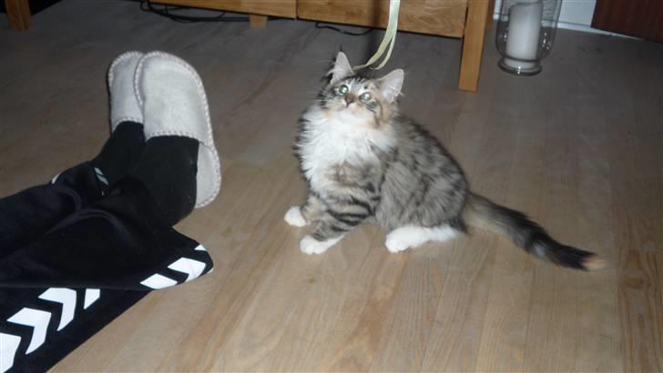 Blanding af racer Lulu billede 2