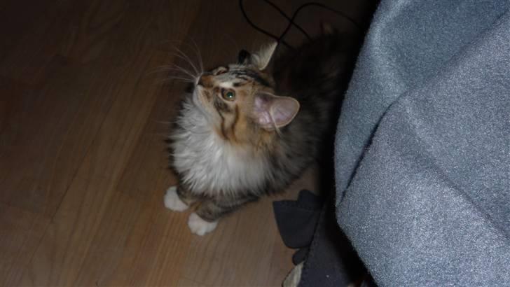 Blanding af racer Lulu billede 3