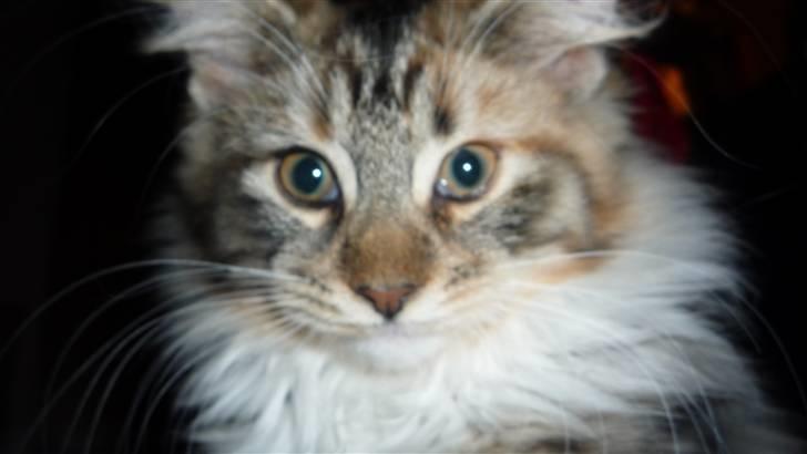 Blanding af racer Lulu billede 4