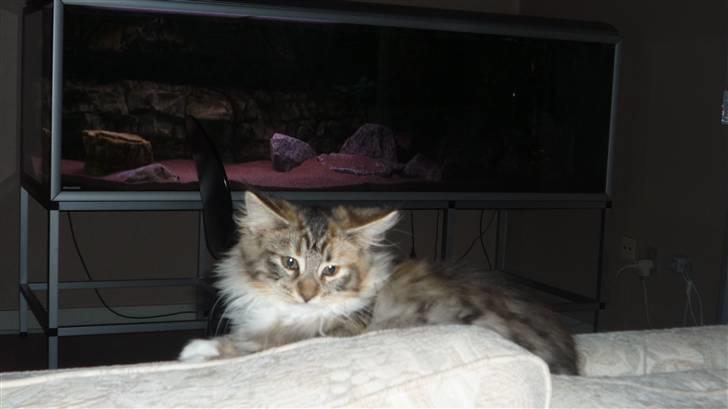 Blanding af racer Lulu billede 5