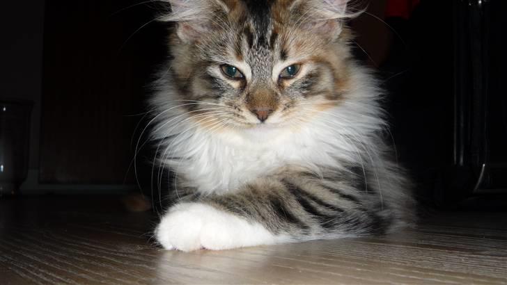 Blanding af racer Lulu billede 6