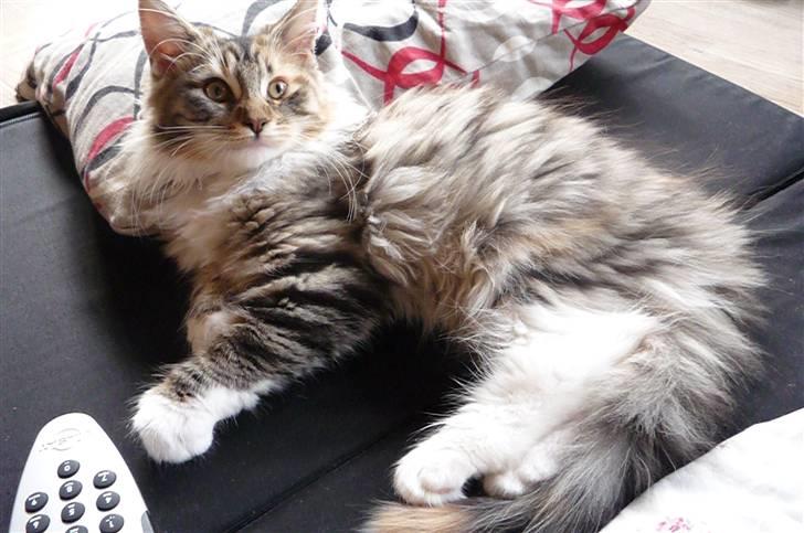 Blanding af racer Lulu billede 7