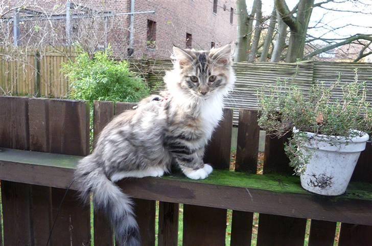 Blanding af racer Lulu billede 8