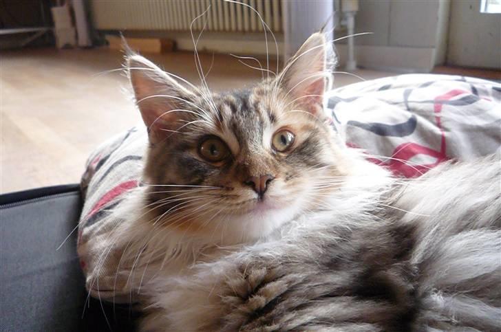 Blanding af racer Lulu billede 9