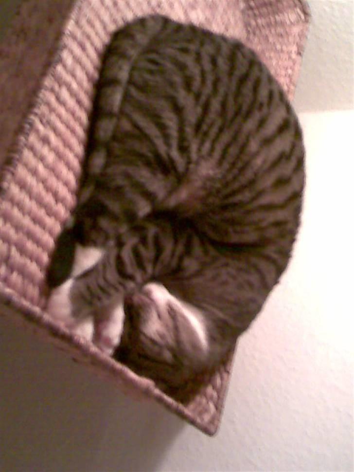 Huskat Stoffer billede 6