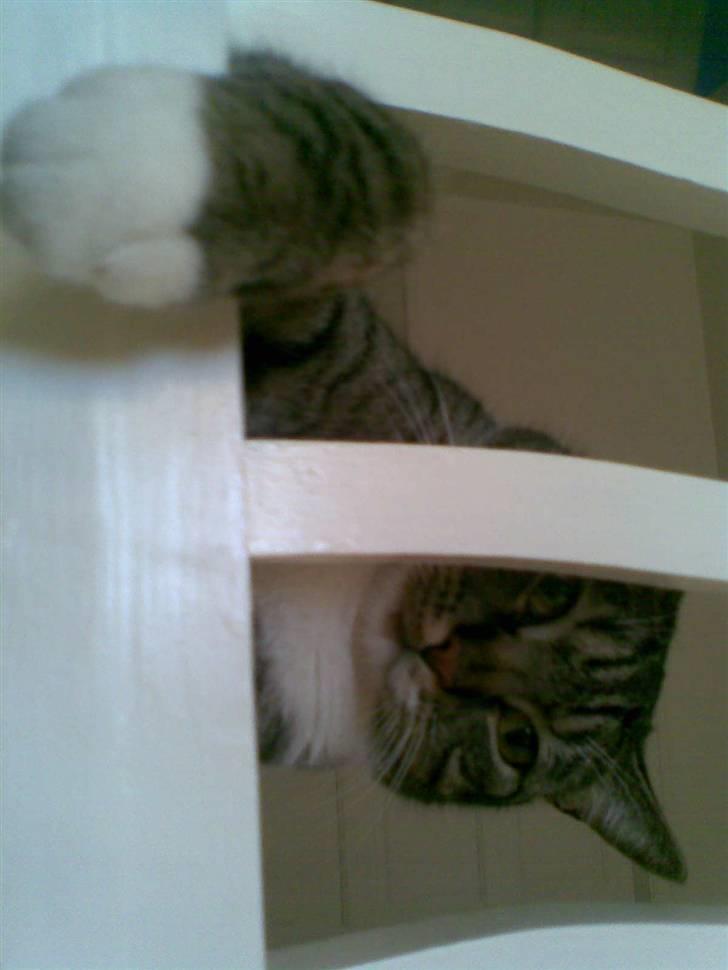 Huskat Stoffer billede 7