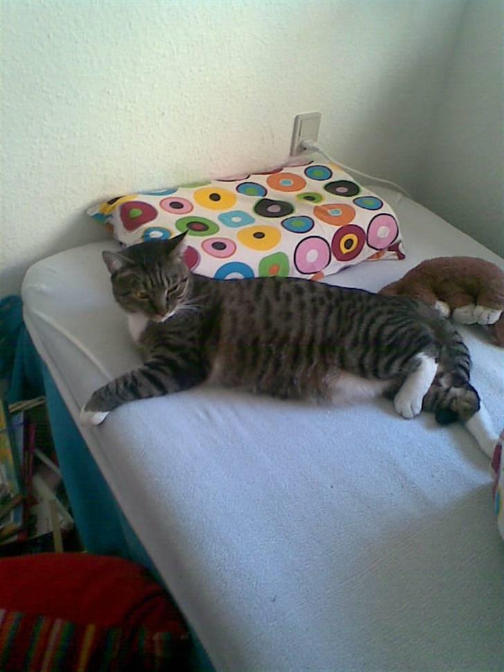 Huskat Stoffer billede 8