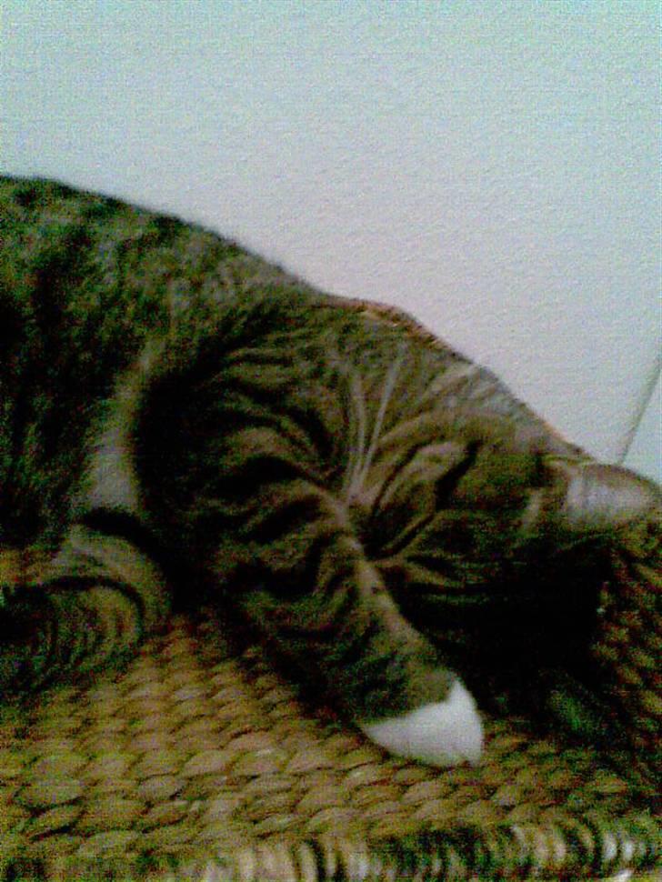 Huskat Stoffer billede 9