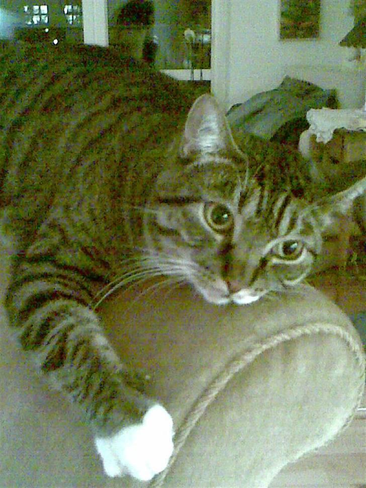 Huskat Stoffer billede 10