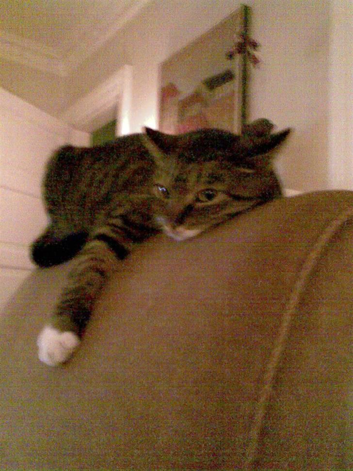 Huskat Stoffer billede 11