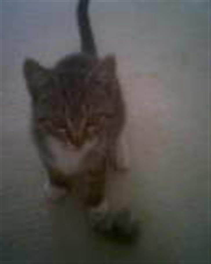 Huskat Stoffer billede 12