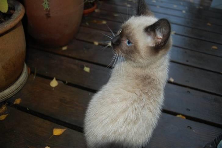 Blanding af racer Batman billede 1