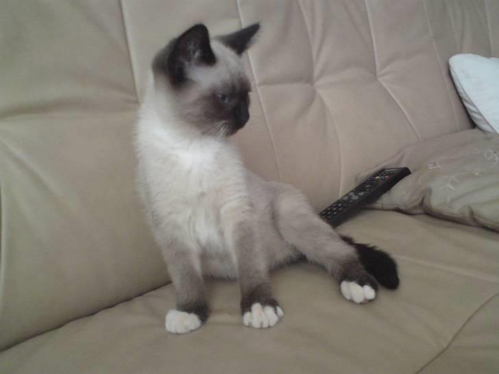 Blanding af racer Batman billede 3