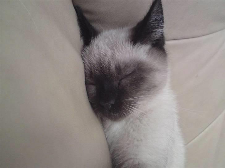 Blanding af racer Batman billede 4